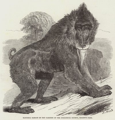 Mandrill Baboon in the Gardens of the Zoological Society, Regent